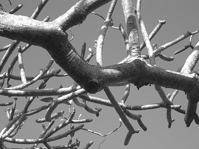 frangipani, дърво, тропически