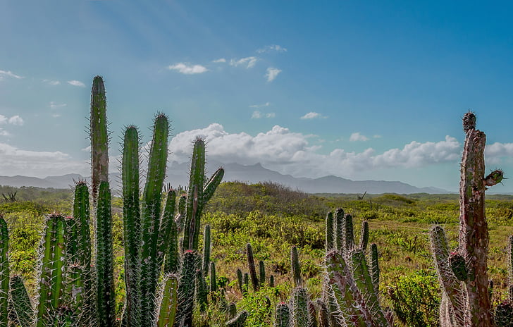 Venezuela, vuoret, taivas, pilvet, maisema, Cactus, kaktukset