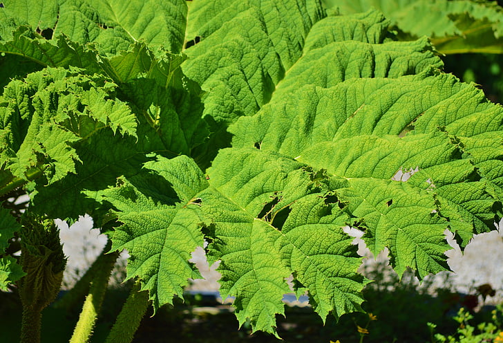 mammut leaf gunnera, Gunnera tinctoria, lehed, taim, rohelised lehed, Leaf veenides, roheline