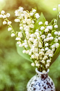 Maiglöckchen, Blume, Topf, Sonnenlicht, Grün, weiß, Floral