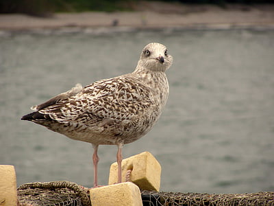 seagull, fishing net, fishing boat, baltic sea, sea, bird, nature