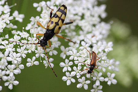 longhorn beetle, beetle, blossom, bloom, insect, big and small, close