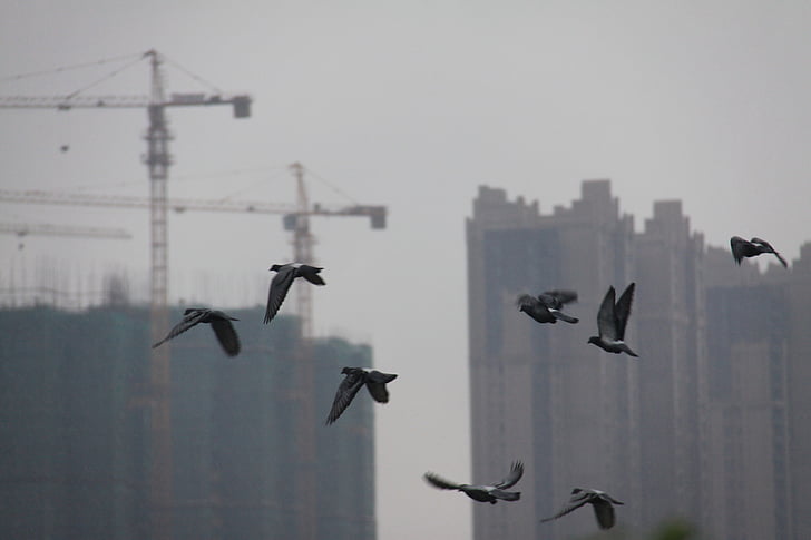 fåglar, Changsha, höga byggnader, Estate