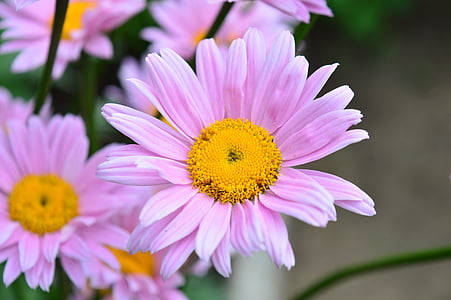 Daisy, kwiat, stokrotki