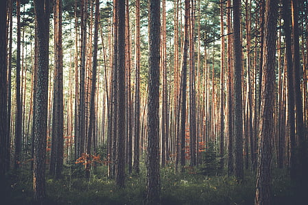 puut, Metsä, Woods, pusikko, mäntyjen, Pine, havupuu