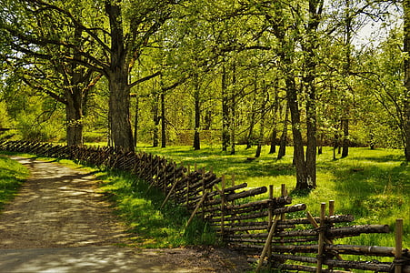clôture, été, Suède, nature, en plein air, Forest, arbre