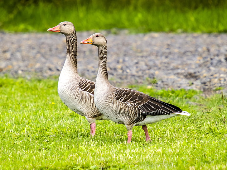 greylag goose, goose, water bird, bird, nature, animal, farm