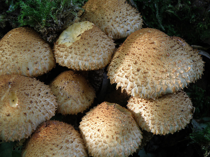 mushrooms, hats, fungus, fruiting bodies