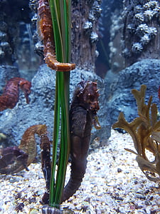seahorse, aquarium, underwater, marine, nature, animal, wildlife