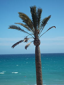 Palma, mar, Fuerteventura, agua, verano, Océano