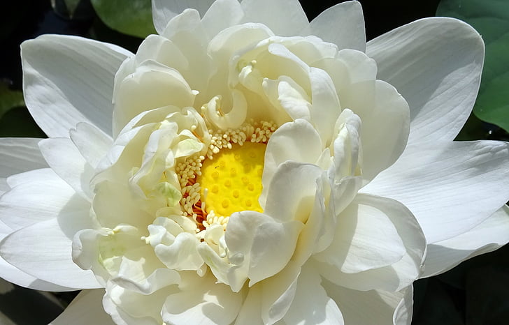 Lotus, blomst, nelumbo nucifera, vann, hage, blomst, hvit