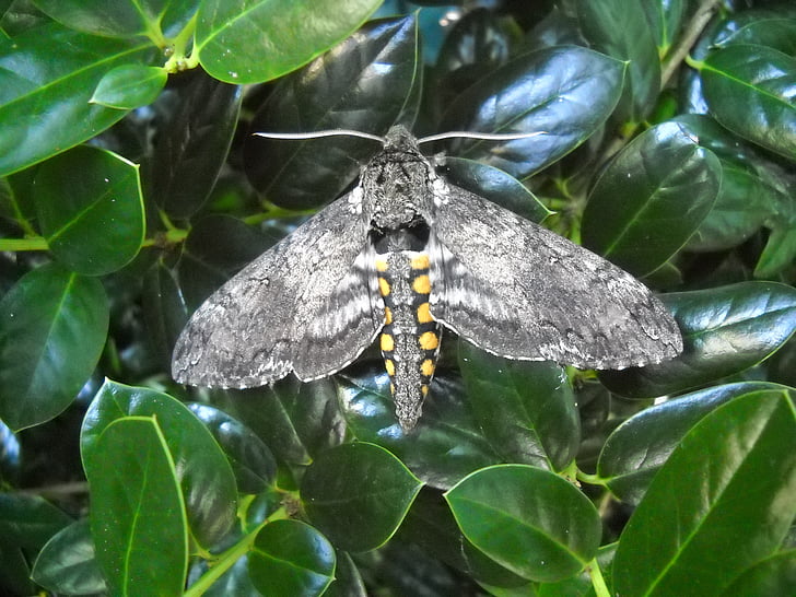 Moth, grå, grå, Wing, antenn, insekt, makro