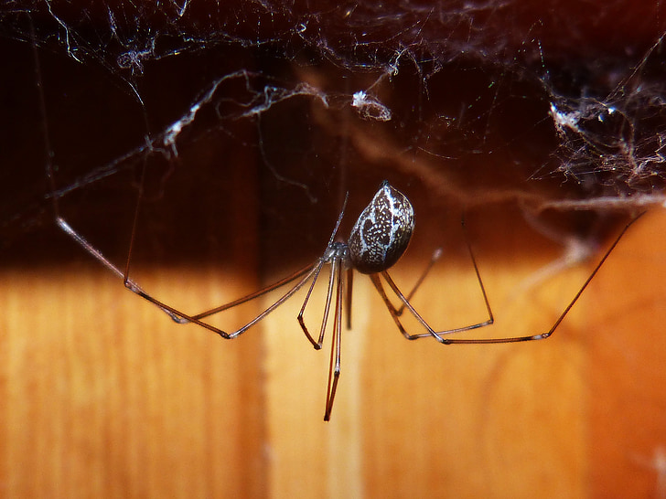 edderkop, Spider zancuda, Web, insekt, makro