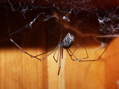 pajek, zancuda pajek, Web, insektov, makro