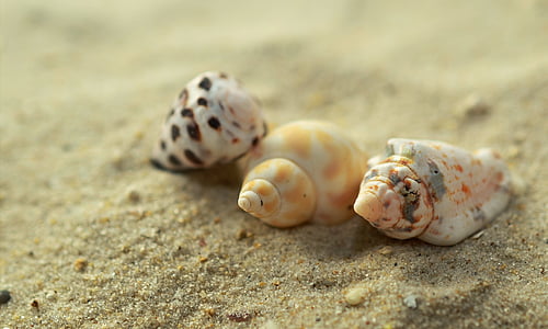mussels, snails, sand, beach, holiday, snail shell, shell