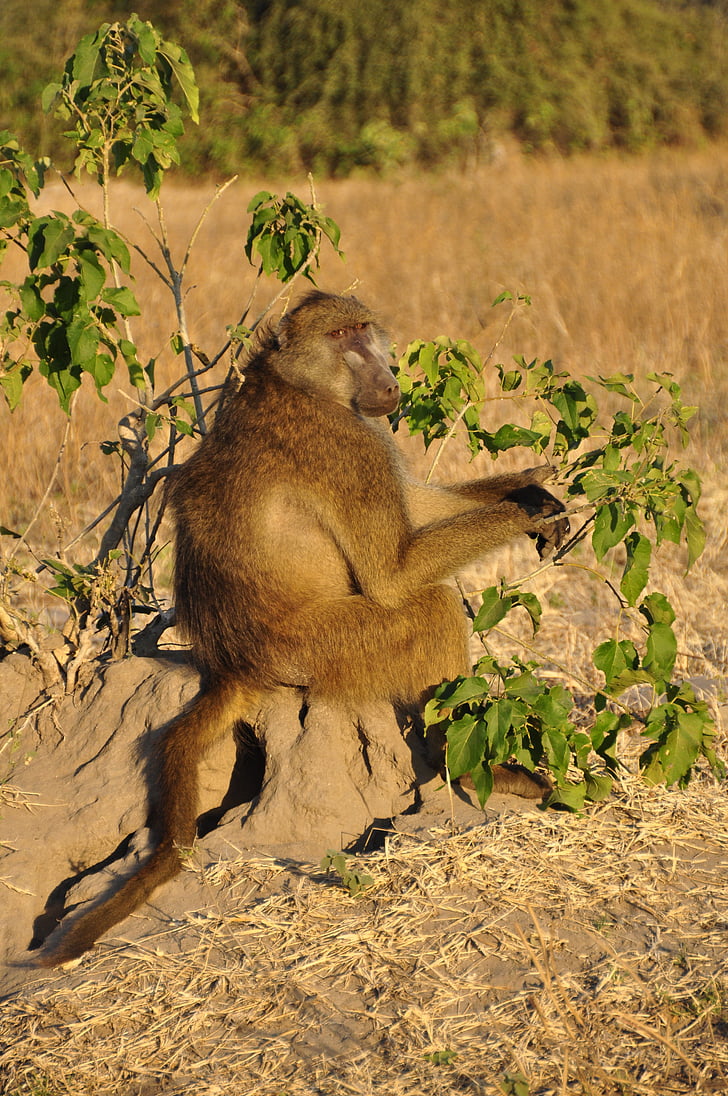 Babuino, mono sentado, sentado, vigilante, Botswana, África, animal