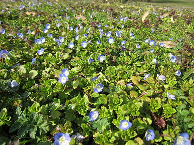 Veronica persica, Verónica de campo común, azuletes, Verónica de campo grande, pájaro, Verónica de invierno, flora