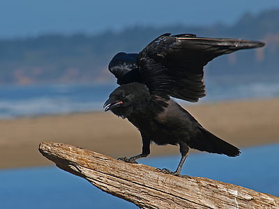 black, standing, brown, wood, flight, Bird, Crow