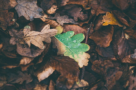 foglie, quercia, caduto, autunno, caduta, fogliame, terra