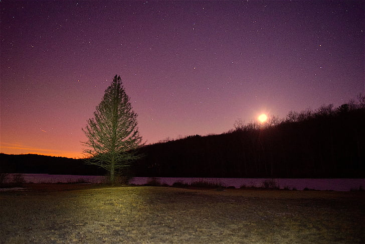 tree, night, moon, sky, light, evening, landscape