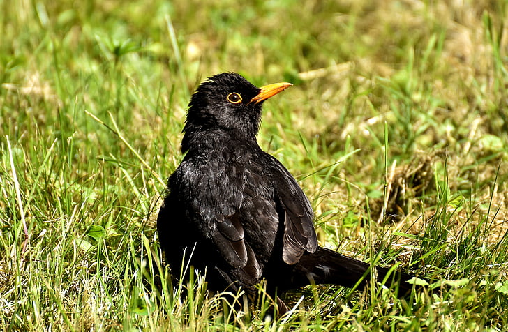 Blackbird, burung, hitam, Songbird, alam, hewan, Laki-laki Blackbird