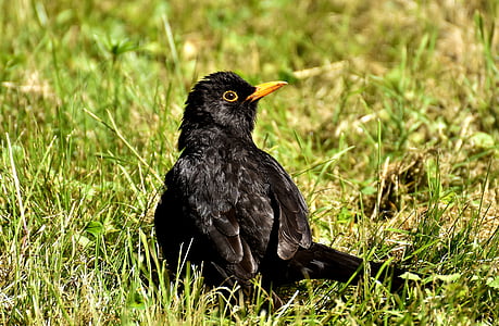 Черный дрозд, птица, черный, Певчая птица, Природа, животное, мужской черный дрозд