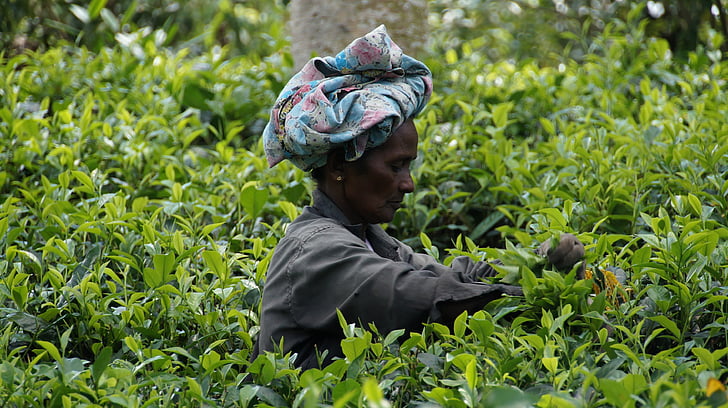 sri lanka, tea harvest, tea plantation, tee