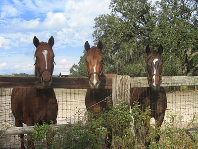 horses, farm, fence, country, animal, nature, stallion