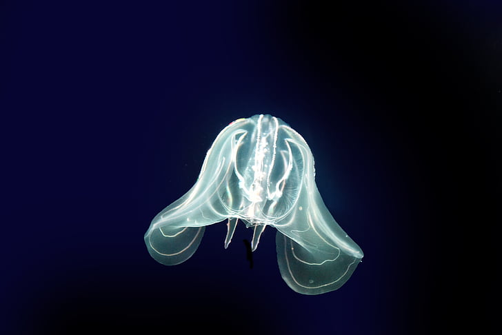 jellyfish, sea, cnidarians, marine animal, urticant, ocean, seabed