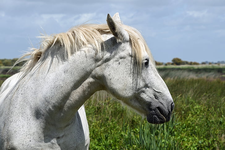 häst, vit, huvud, porträtt, profil