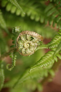 fern, green, plant, nature, fiddlehead, structure, roll out