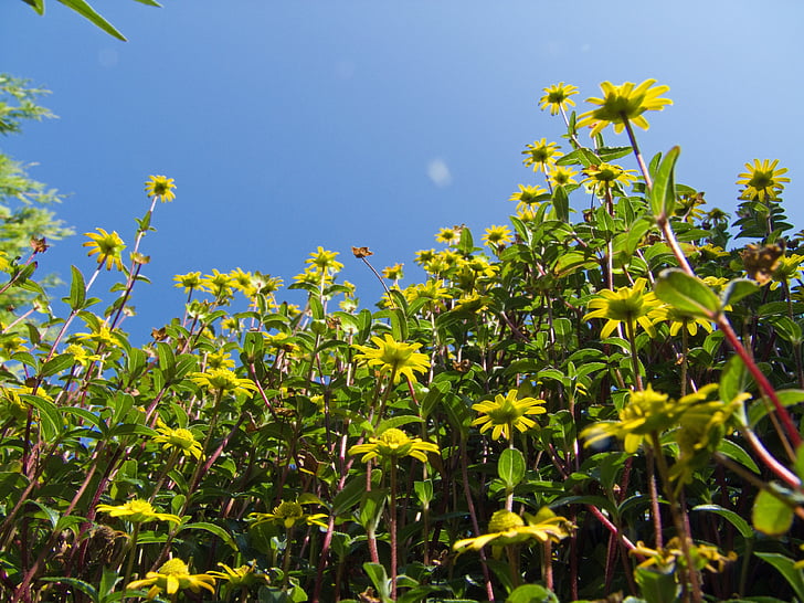 flowers, yellow, hussar buttons, sky, nature, plant, leaf