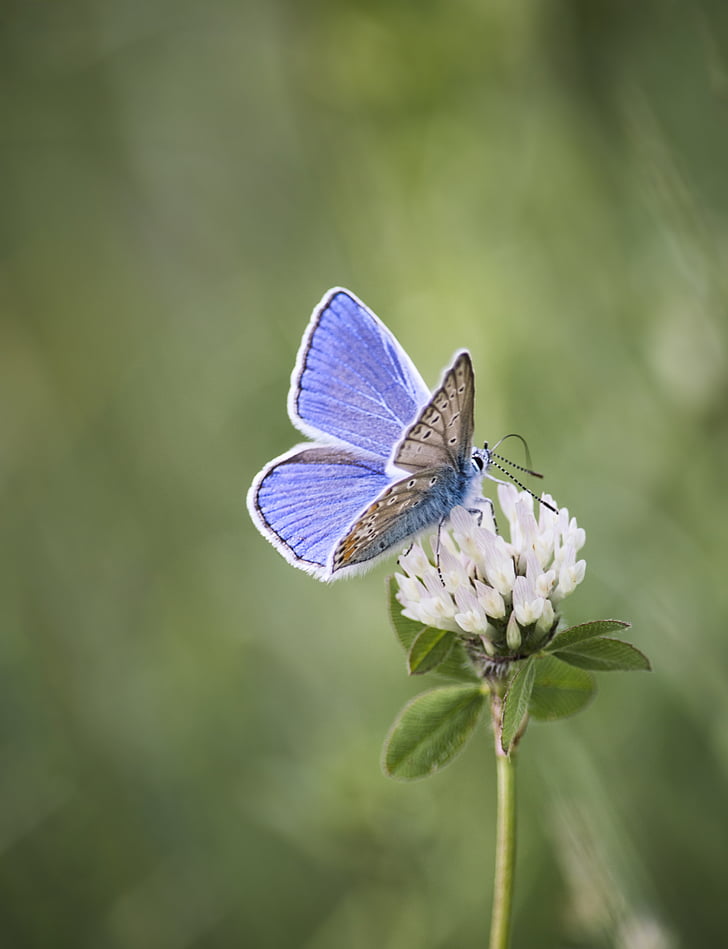 Метелик, квітка, Природа, Грін, крила, синій, забарвлення