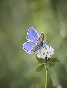 butterfly, flower, nature, green, wings, blue, coloring