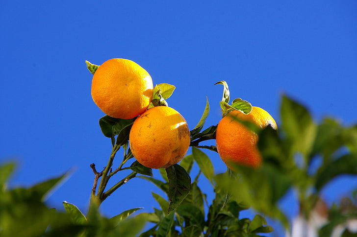 oranges, tree, nature, orange tree, fruits, sky, blue