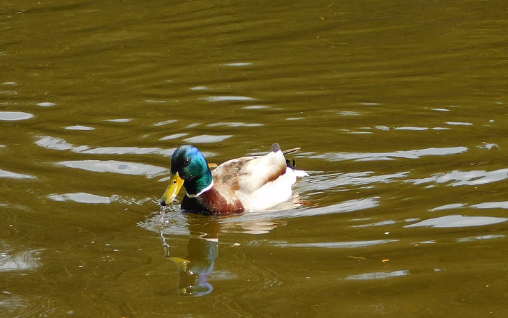 Divlja patka, plivati, voda ptica, patka, vode, priroda, jezero