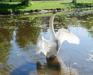 Swan, peringatan angsa, terbang, sayap, bulu, satwa liar, paruh