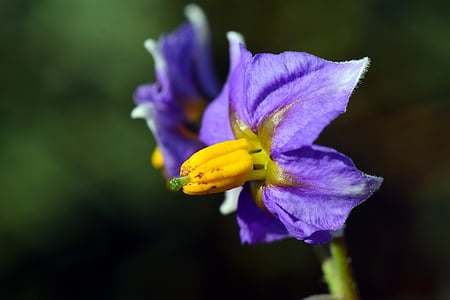potato blossom, potato flower, viola, purple, flower, blossom, bloom