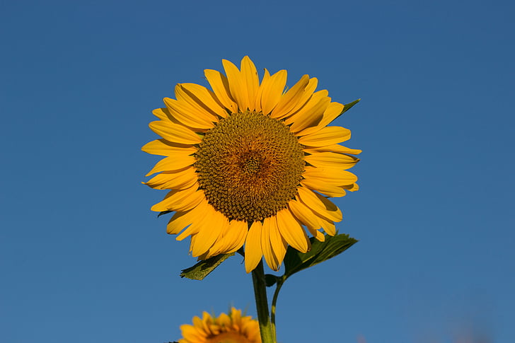 Sun flower, Latem, Słońce, niebo, niebieski, kompozyty, kwiat