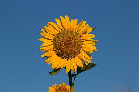 bunga matahari, musim panas, matahari, langit, biru, komposit, Blossom