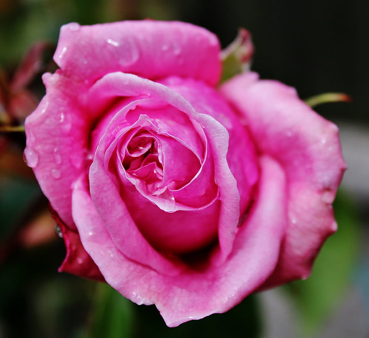 rozā roze, augu, rozā, daba, puķe, zieds, romantika