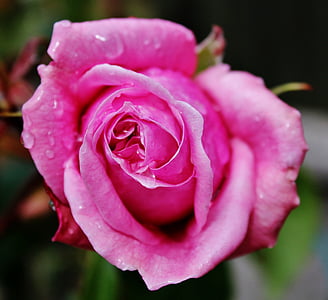 Розовая роза, завод, розовый, Природа, цветок, Блоссом, Романтика