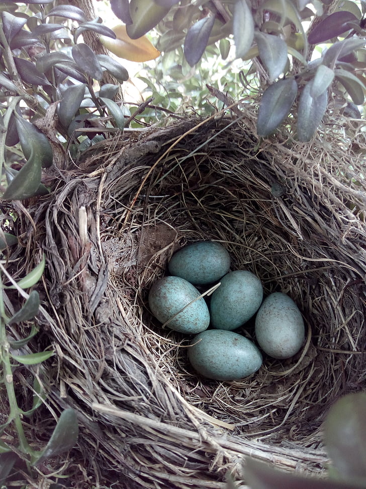 Blackbird, sarang burung, telur