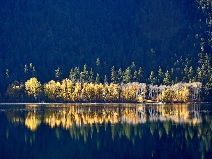 reflection, trees, forest, shoreline, lake, autumn, nature