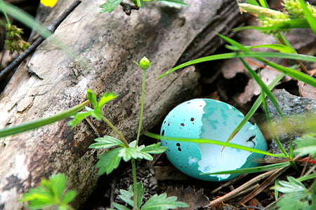 Голубой, яйца, измеряется похвалил, вылупился, измеряется бушевали, вложения, Природа