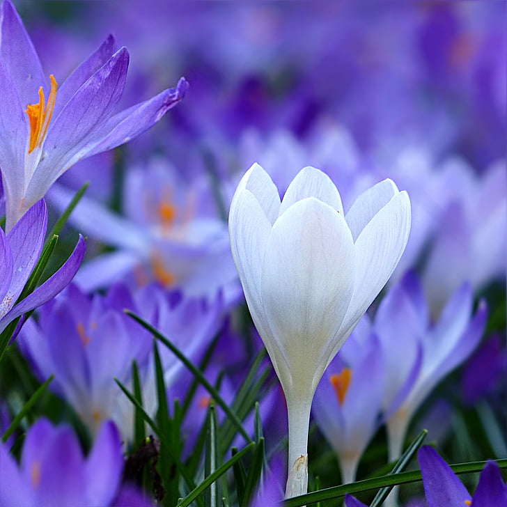 Hoa, Crocus, màu xanh, trắng, đóng, bloomer đầu, Sân vườn