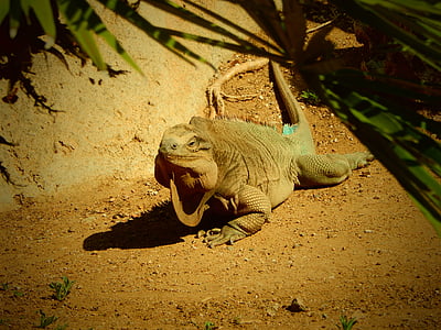 Iguana verda, zoològic, San diego, animal, vida silvestre, rèptil, llangardaix