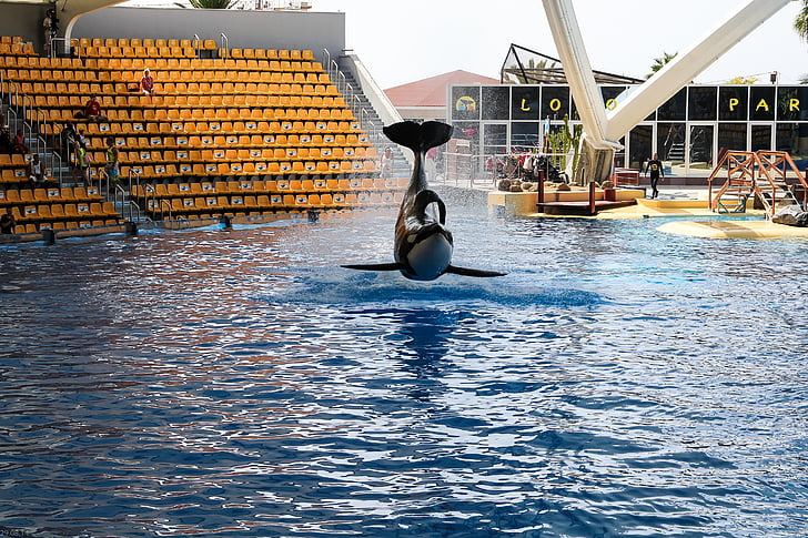 l'Orca, Wal, orcashow, loropark