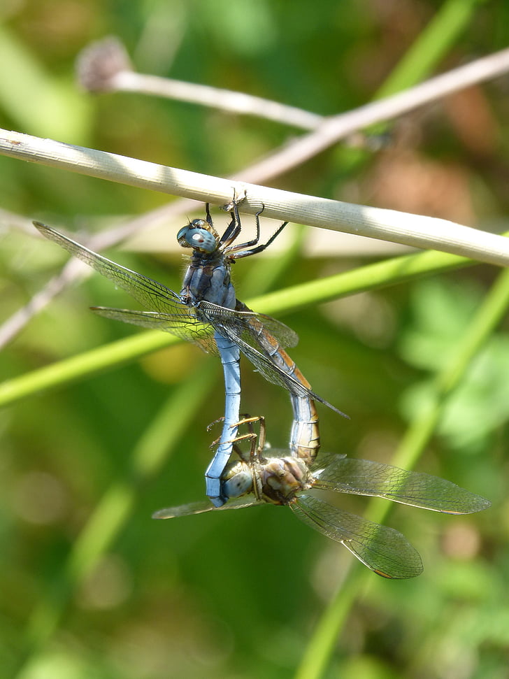 dragonfly, blue dragonfly, couple, reproduction, insects mating, mating, flying insect