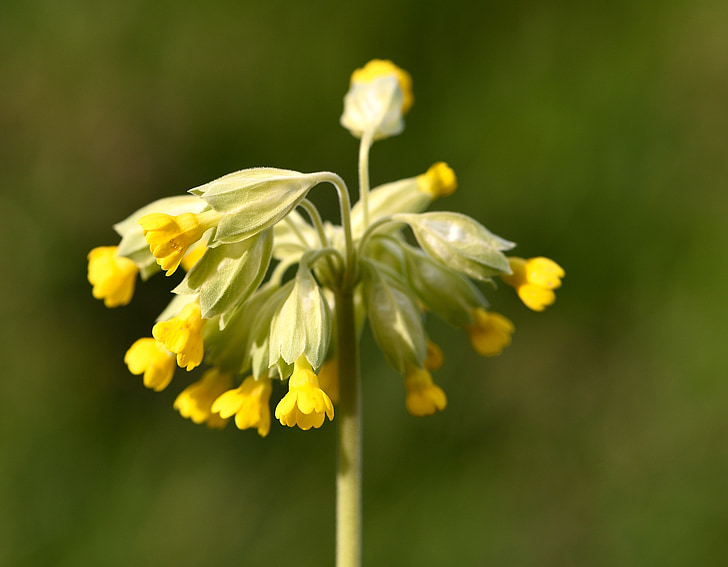 cowslip, spring flower, pointed flower, flower, spring, yellow, close